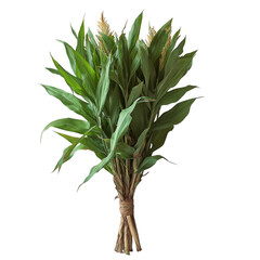 Obraz premium Buy fresh cut sorghum stalks for crafts and floral arrangements online on transparent background