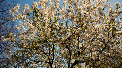 White flowers blooming on a cherry tree against a clear blue sky, celebrating the arrival of spring