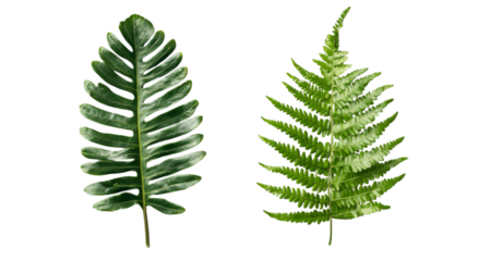 Png of A vibrant display of two distinct leafy ferns showcasing rich green hues and intricate textures.