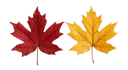 Fototapeta premium Png of Two vibrant autumn leaves, one red and one yellow, symbolizing the beauty of fall season.