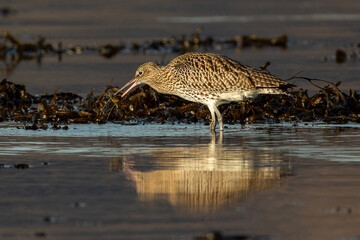 Eurasian Curlew (Numenius arquata)