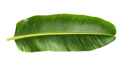 Fototapeta premium Png of A vibrant green banana leaf, showcasing its natural texture and intricate vein patterns, perfect for tropical decor.