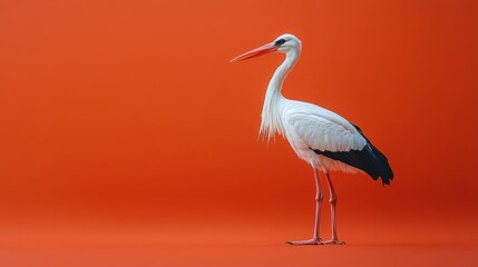 Obraz premium White stork standing against a vibrant orange backdrop.