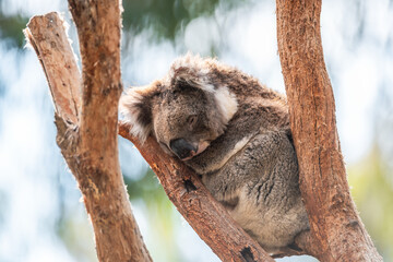 Australian koala bear sitting on tree branch on a day, Adelaide Hills, SA