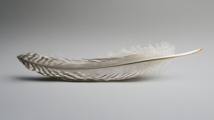 Single feather, elegant and delicate