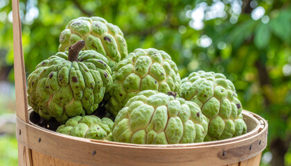 Obraz premium Custard Apple also known as sitaphal or Sugar-apple, sweetsop.Custard apples harvested in a wooden basket with one of them cut open with creamy meat with black seeds seen from inside. 