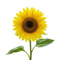 Obraz premium Sunflower with leaves isolated on white background
