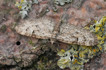 Closeup on the small Oak-tree Pug geometer moth, Eupithecia dodoneata with spread wings