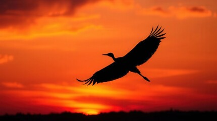 Majestic Bird Silhouette Flying Against Vibrant Sunset Sky