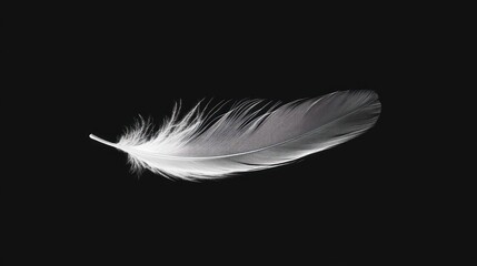Obraz premium Delicate feather on black background