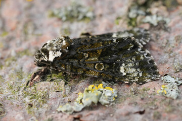 Closeup on the Coronet Owlet moth, Craniophora ligustri