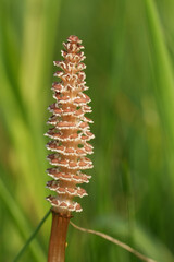 Closeup on an emerging Common horsetail plant, Equisetum arvense