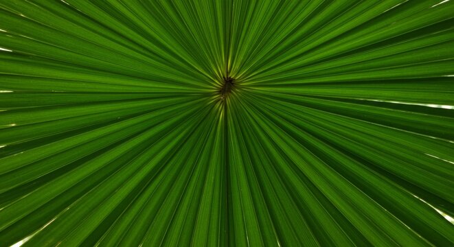 Radiant symmetry a captivating close-up of a palm leaf showing vibrant green hues