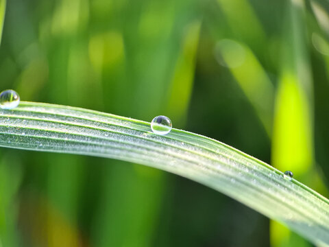Water drop on a grass with shallow depth of field | smartphone photography