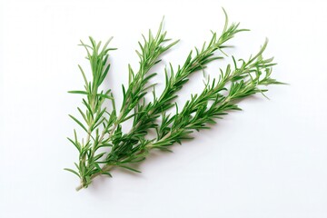 Fototapeta premium Fresh rosemary sprigs isolated on white background 