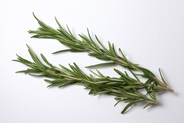 Fototapeta premium Fresh rosemary sprigs isolated on white background 