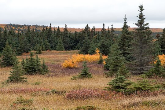 Autumnal boreal forest landscape - Powered by Adobe