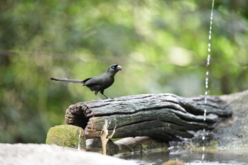 Fototapeta premium The crow lives naturally in the forests of Thailand.