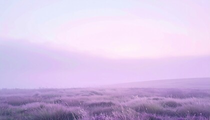 Obraz premium Serene sunrise over lavender fields nature landscape early morning dreamy atmosphere panoramic view tranquility