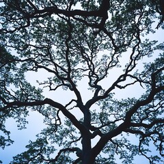 Fototapeta premium Majestic Oak Tree Silhouette Against a Clear Sky Nature Branches Canopy Leaves