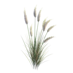 Fototapeta premium Delicate tussock of grass standing tall against a crisp transparent background, highlighting natures simple beauty, tussock of grass on transparent background,