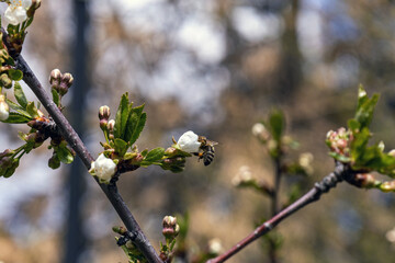 Bee in a white flower on the branch of a flowering tree