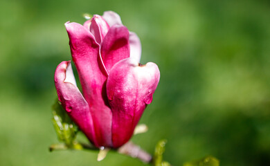 A close up of a pink flower with a white center