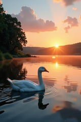 Fototapeta premium White geese glide on calm sunset lake, summer , animals, evening, water
