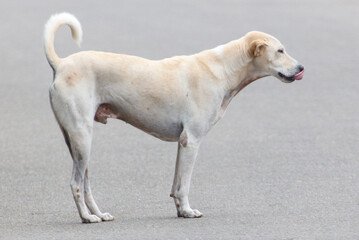 A dog is standing on a sidewalk with its tongue out