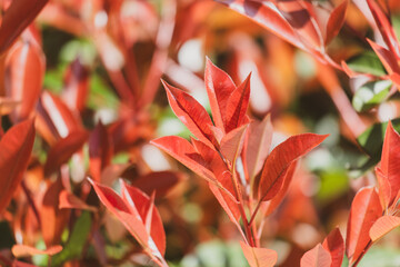 A close up of a red leafy plant with a green stem