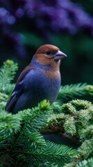 Hawfinch Bird Perched on Evergreen Branch in Forest with Purple Bloom Bokeh Background