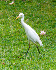A white bird is walking on the grass