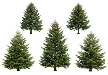 Fototapeta premium Five Green Evergreen Trees Isolated White Background Nature Conifer Fir Christmas Pine Wood Plant