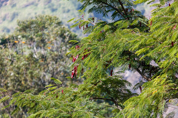 A tree with green leaves and red flowers