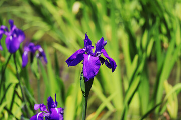 カキツバタの花