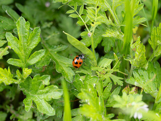 新緑の植物とテントウムシ