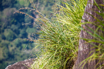 A rock covered in green grass and a mountain in the background