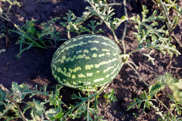 A large green watermelon sits on the ground in a field