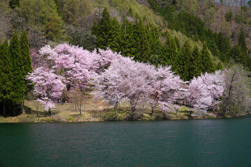 中綱湖に咲く満開の桜