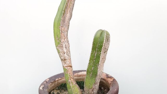 Lophocereus marginatus infested cactus with mealybugs in large pot on white background