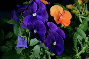 Primo piano di fiore viola, pansè in vaso