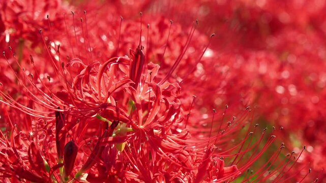 ヒガンバナのクローズアップ 5倍スローモーション