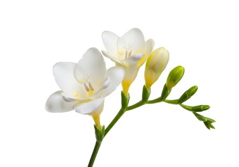 Fototapeta premium Elegant White Freesia Flowers Blooming Spring Botanical Nature Photography Plant Petal Fresh Image