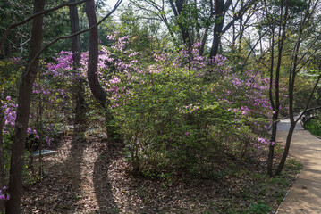春の訪れ　ミツバツツジ　滋賀県大津市びわこ文化公園
