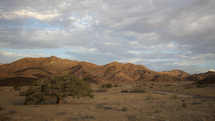 Tree going near large arid mountains in the Richtersveld area with some clouds in the sky