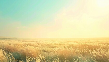 Obraz premium Golden light embracing tall grasses serene field nature photography tranquil environment wide angle beauty of landscape
