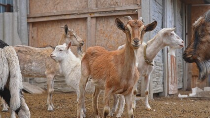 Group of Goats in Enclosure on Farm Background Close up
