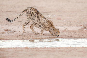 Aggressive cheetah on high alert while wanting to drink water in the Kalahari Desert