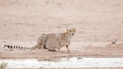 Aggressive cheetah on high alert while wanting to drink water in the Kalahari Desert