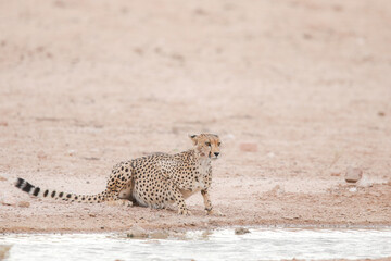Cheetah wanting a drink of water in the dry Kalahari Desert